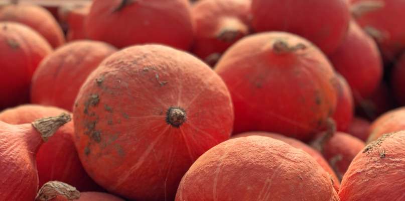 Courges