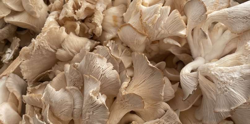 pleurotes