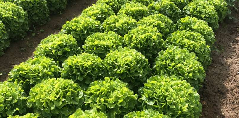 salades